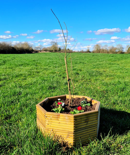 Hexagon Planter Boxes